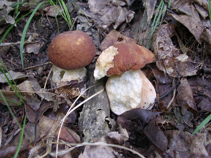 2010-06-11 - Val Varaita