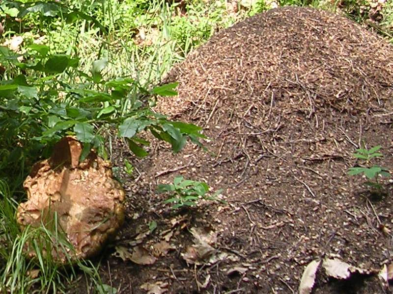 2011-06-18 - Val Varaita, il gigante del formicaio