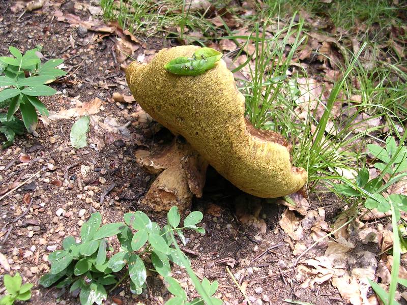 2011-06-18 - Val Varaita, il gigante del formicaio