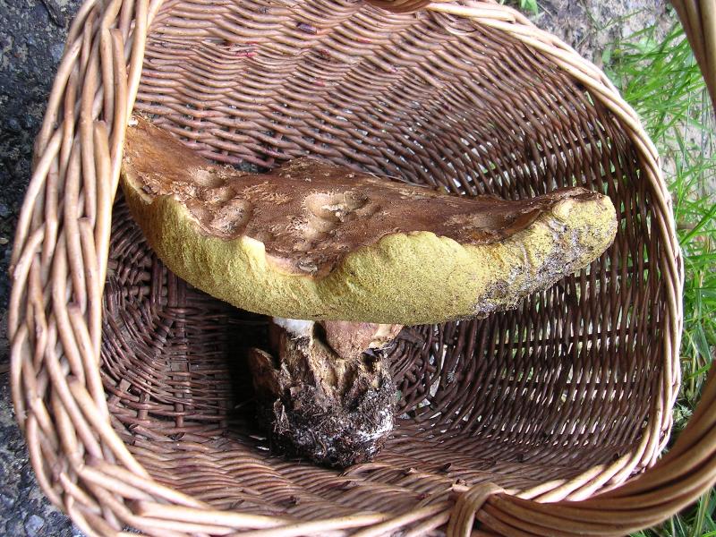 2011-06-18 - Val Varaita, il gigante del formicaio