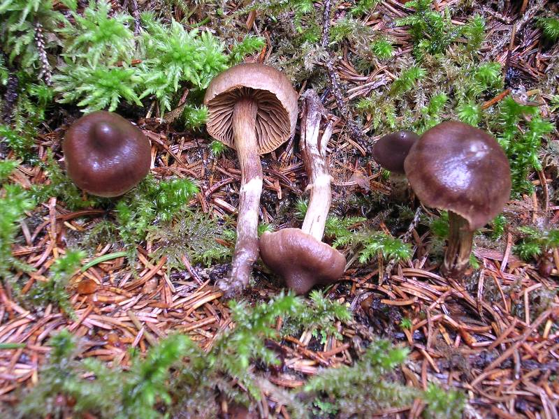 Luglio in Trentino - 1�