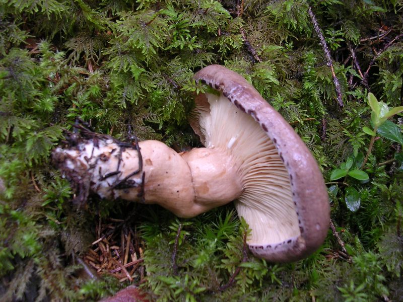 Luglio in Trentino - 1�