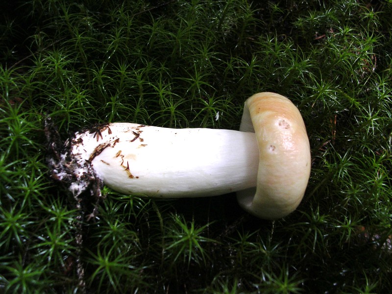 Luglio in Trentino - 1�