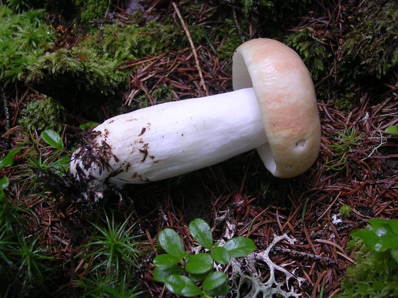 Luglio in Trentino - 1�