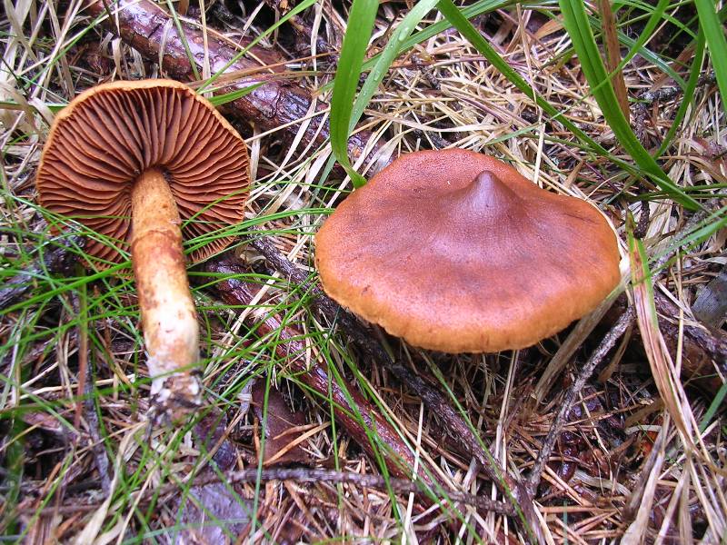 Luglio in Trentino - 1�