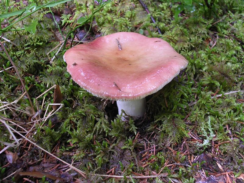 Luglio in Trentino - 1�