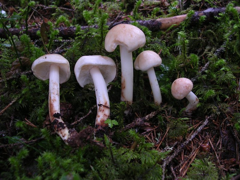 Luglio in Trentino - 1�