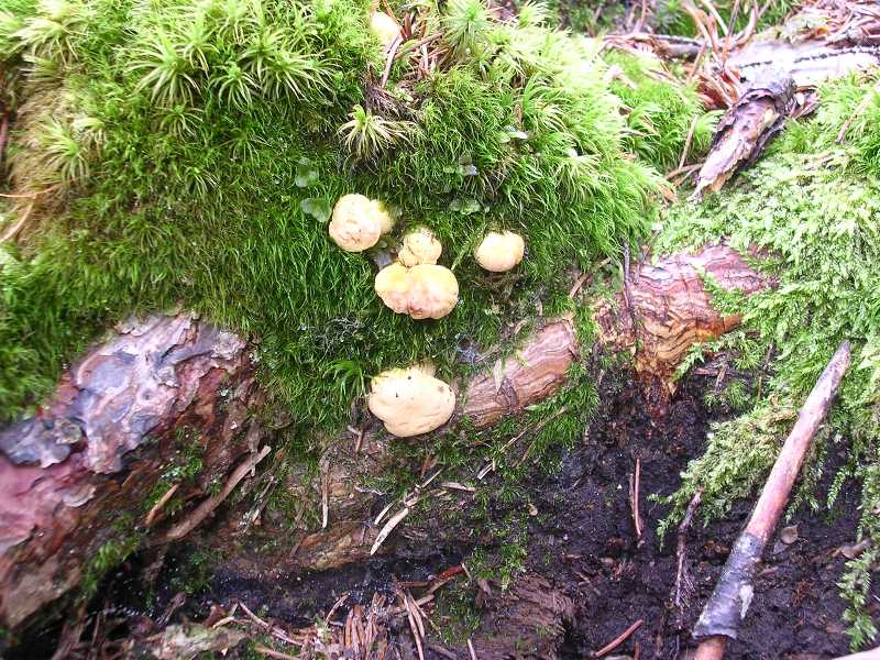 Luglio in Trentino - 1�