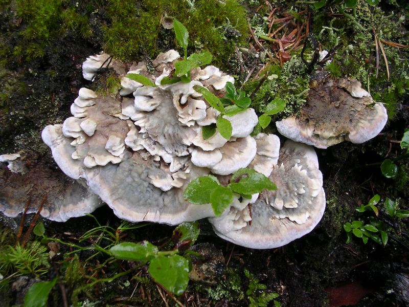 Luglio in Trentino - 1�