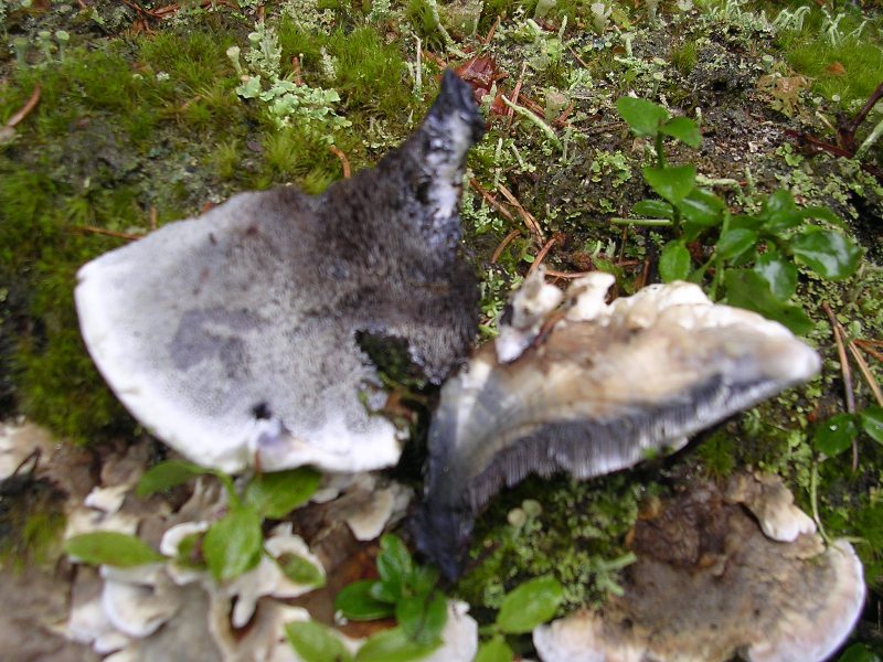 Luglio in Trentino - 1�