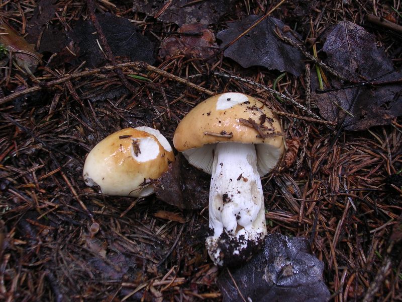 Luglio in Trentino - 1�