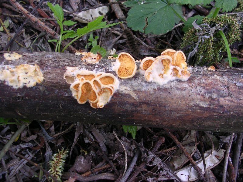 Sembra uno Schizophyllum giallo