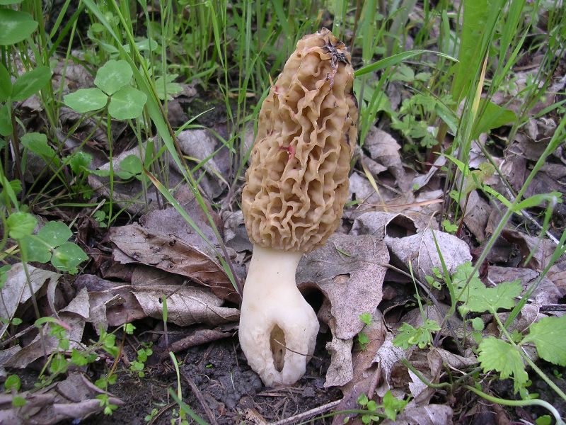 Val Varaita, 30-apr-2012