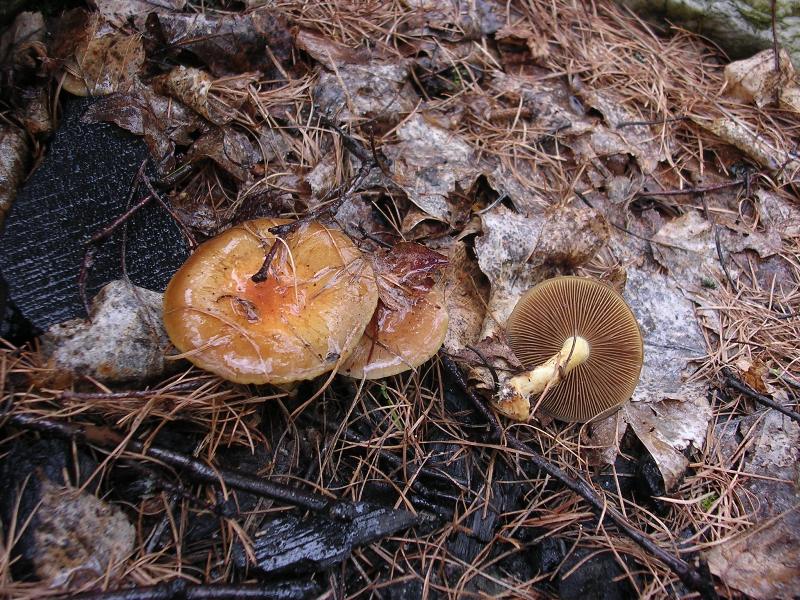 Val Varaita, 30-apr-2012