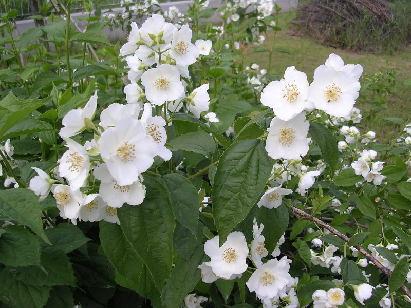 Philadelphus coronarius / Fior d'' angelo