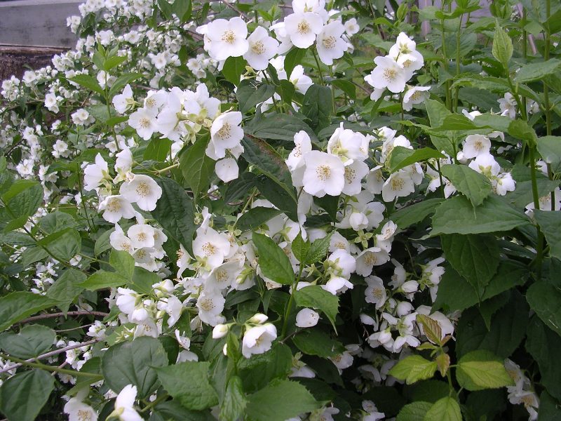 Philadelphus coronarius / Fior d'' angelo