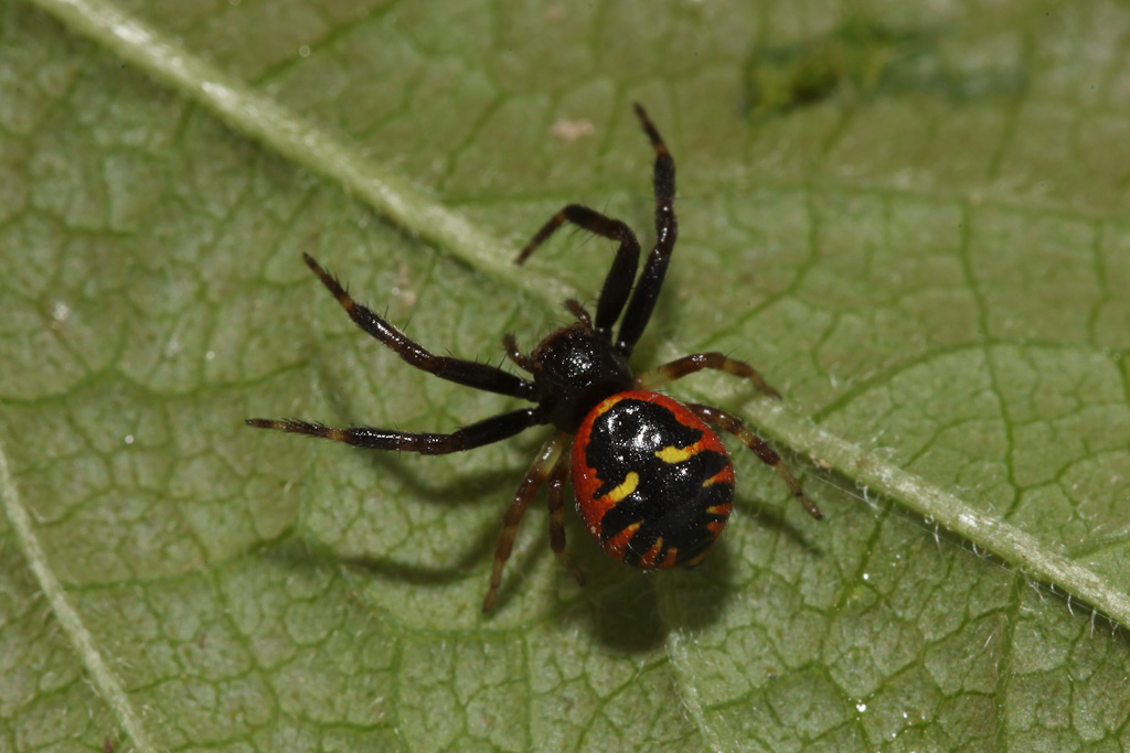 Synaema globosum