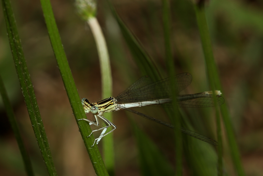 Platycnemis pennipes, femmina immatura?