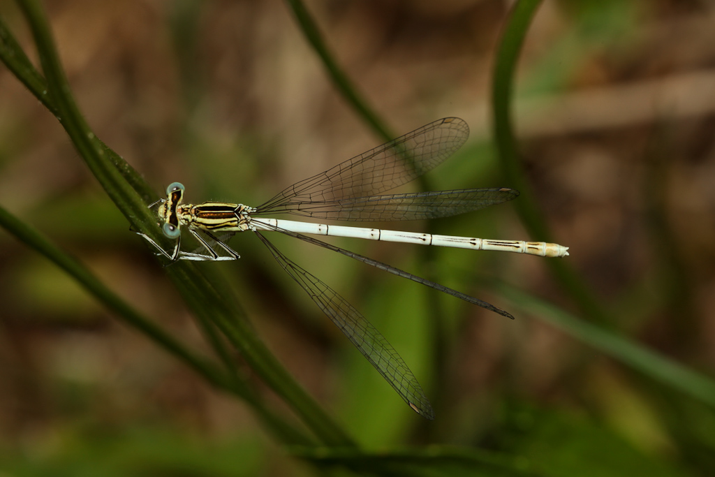 Platycnemis pennipes, femmina immatura?