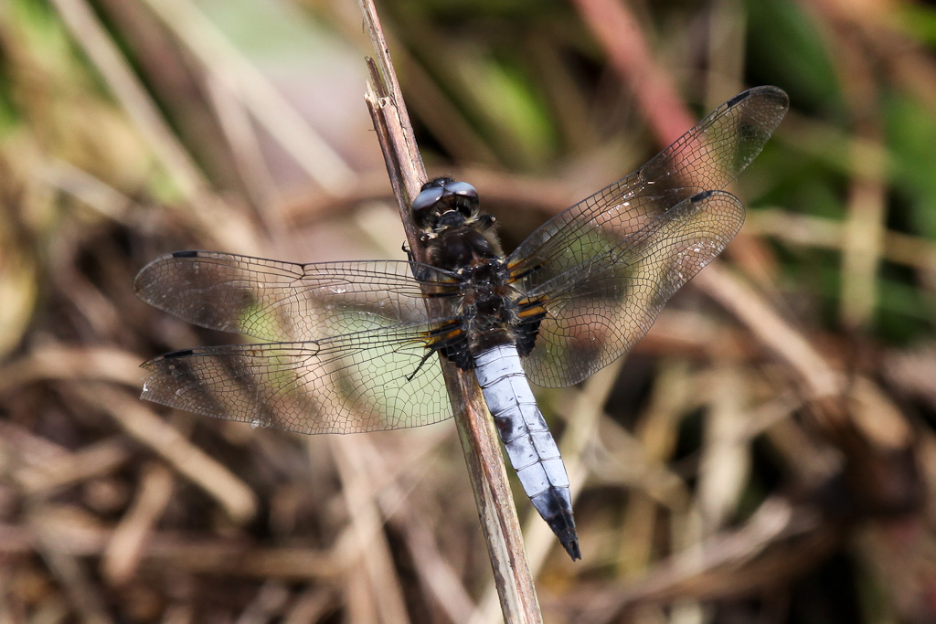 Libellula fulva: maschio e femmina