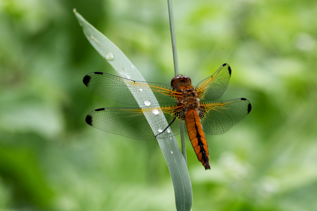 Libellula fulva: maschio e femmina