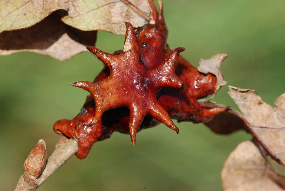 Parassita di quercia - Galle di Andricus dentimitratus