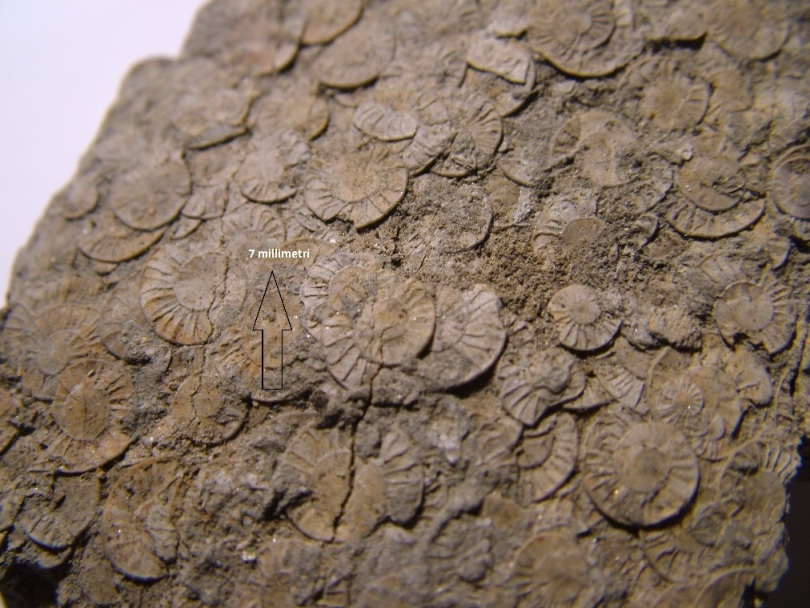 Fossile (guida) da determinare!