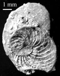 Fossile (guida) da determinare!