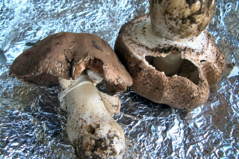 Agaricus phaeolepidotus o lanipes oppure....