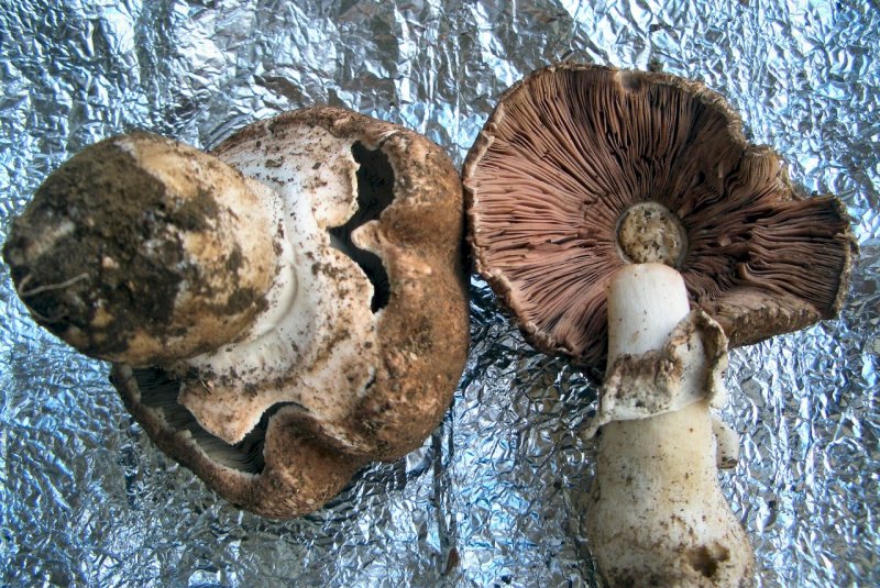 Agaricus phaeolepidotus o lanipes oppure....