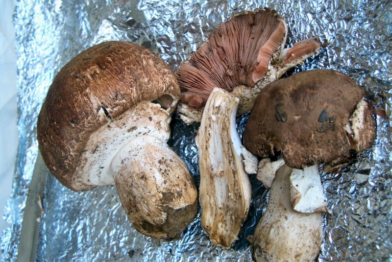 Agaricus phaeolepidotus o lanipes oppure....