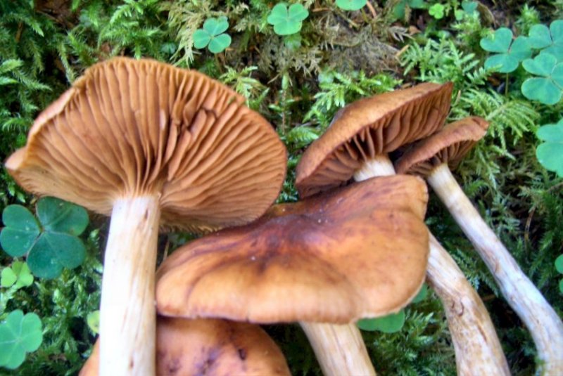 Altre foto di funghi da determ. dal trentino