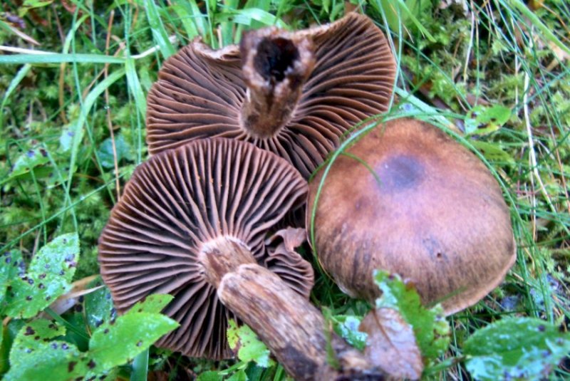Altre foto di funghi da determ. dal trentino