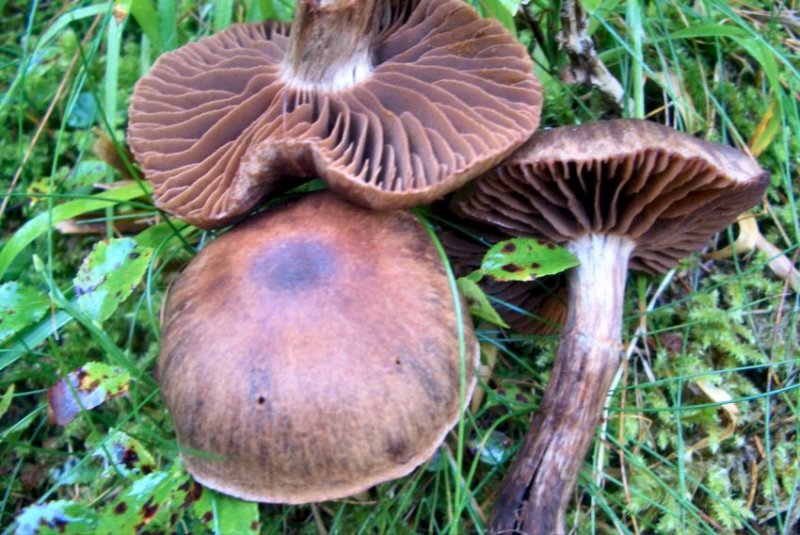 Altre foto di funghi da determ. dal trentino