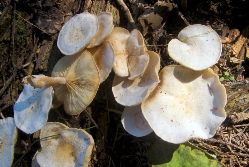 Altre foto di funghi da determ. dal trentino