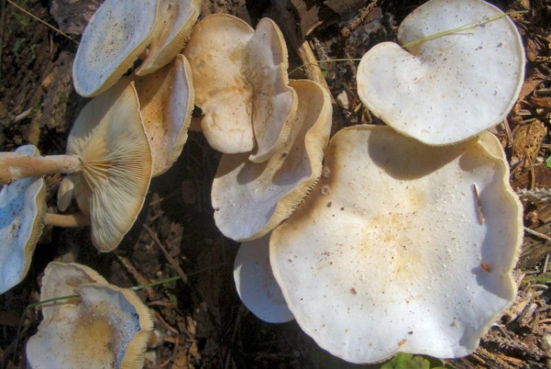 Altre foto di funghi da determ. dal trentino