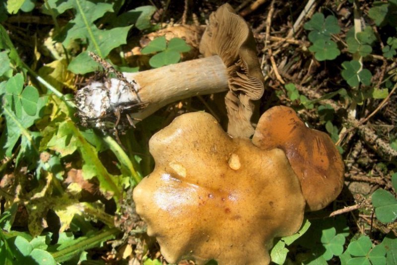 Funghi da determinare - Trentino