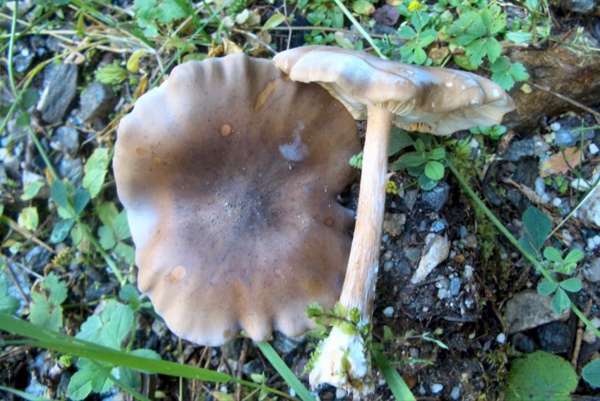 Fungo del Trentino (Agosto 2010)