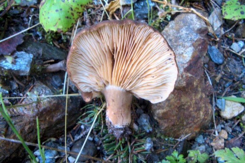 Funghi da determinare - Trentino