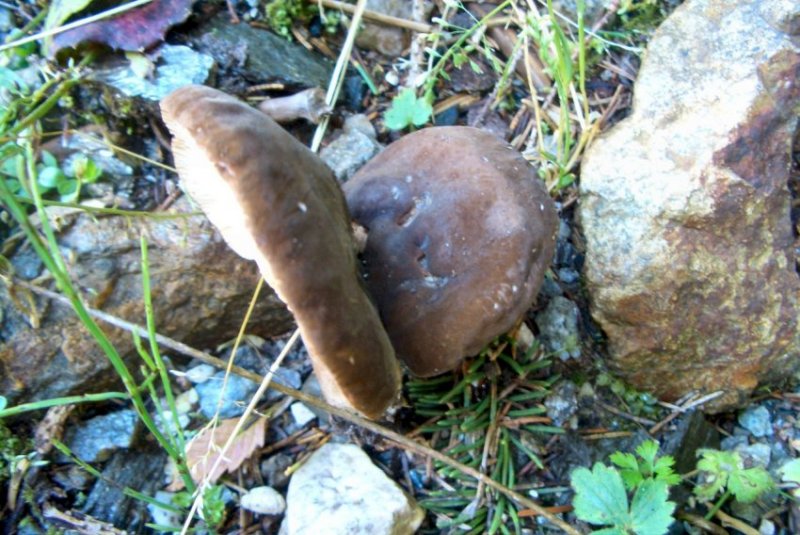 Funghi da determinare - Trentino