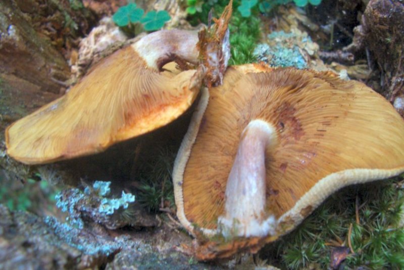 Funghi da determinare - Trentino