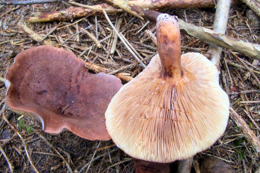 Lactarius sp - Trentino