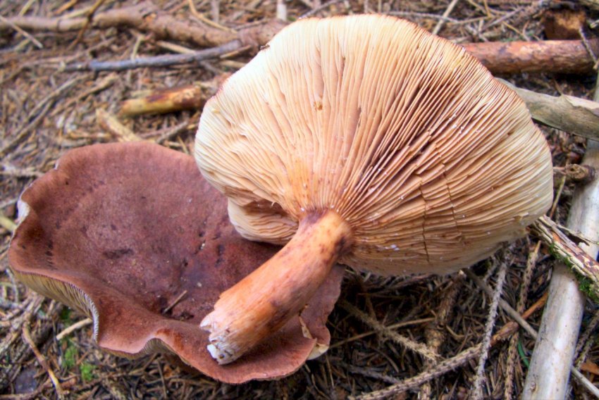 Lactarius sp - Trentino