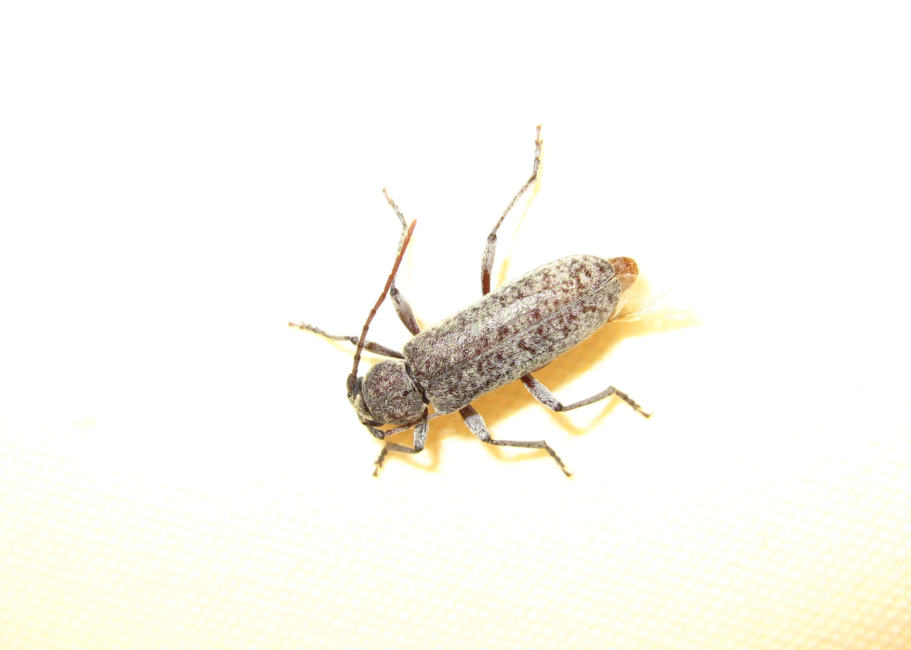 Trichoferus holosericeus