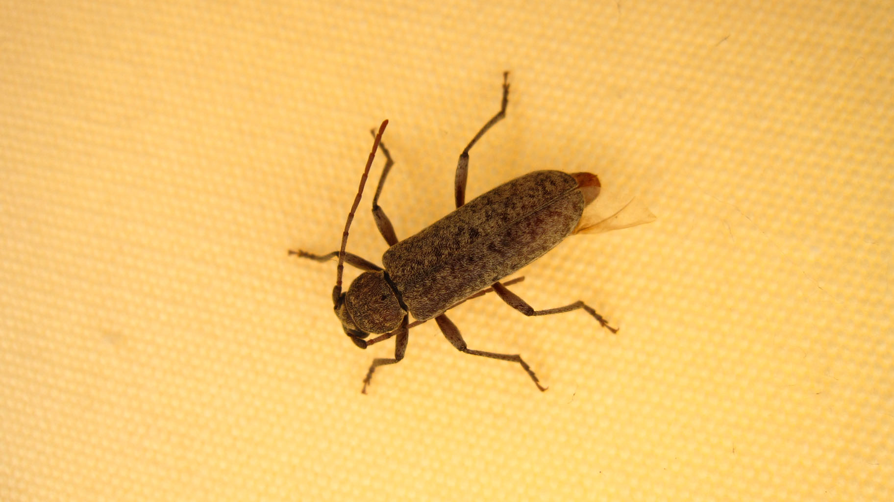 Trichoferus holosericeus