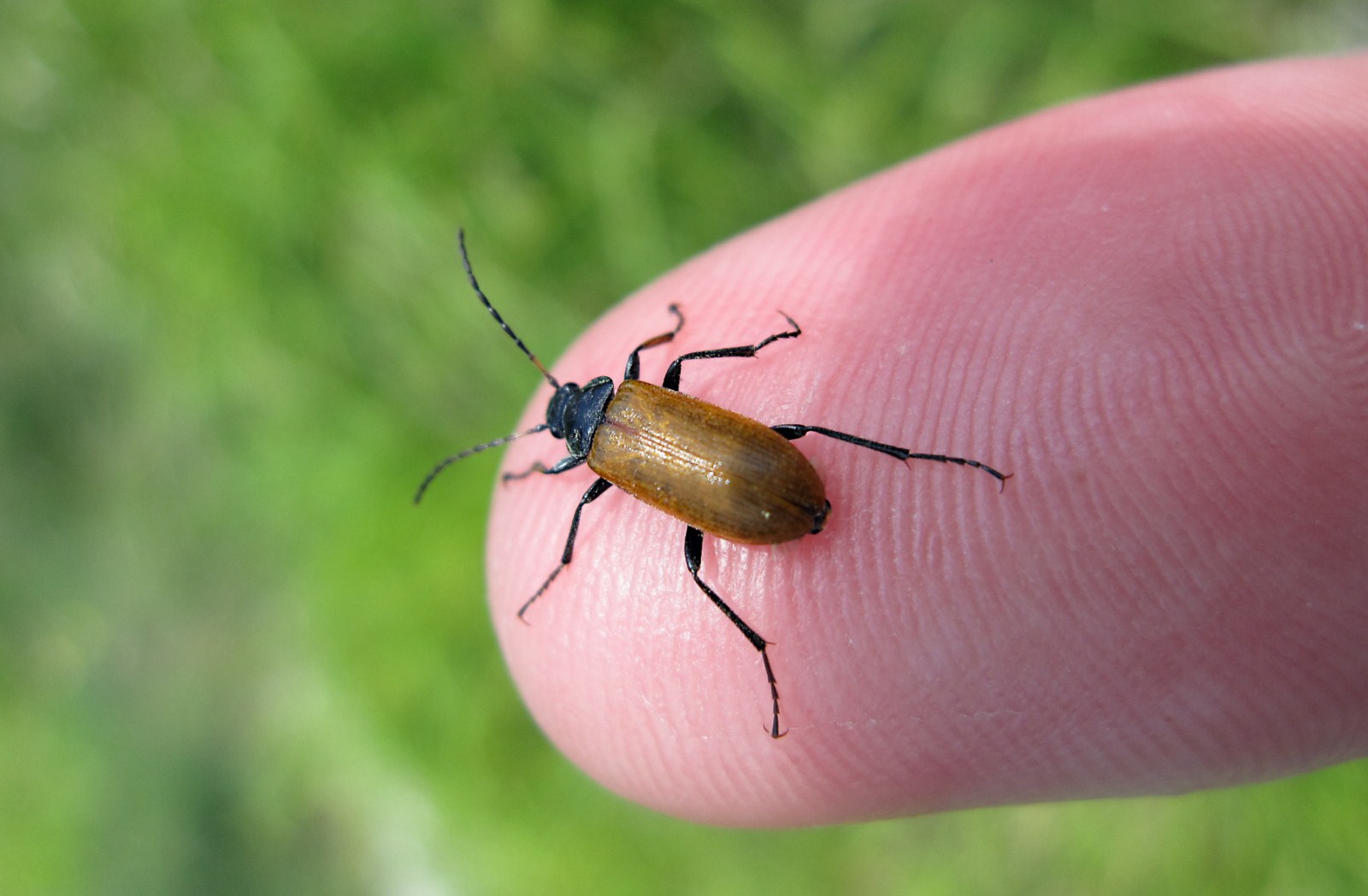 Tenebrionidae: Omophlus sp.