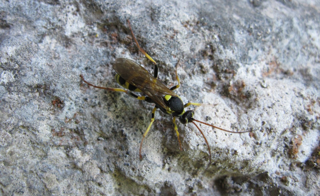 femmina di Amblyteles armatorius
