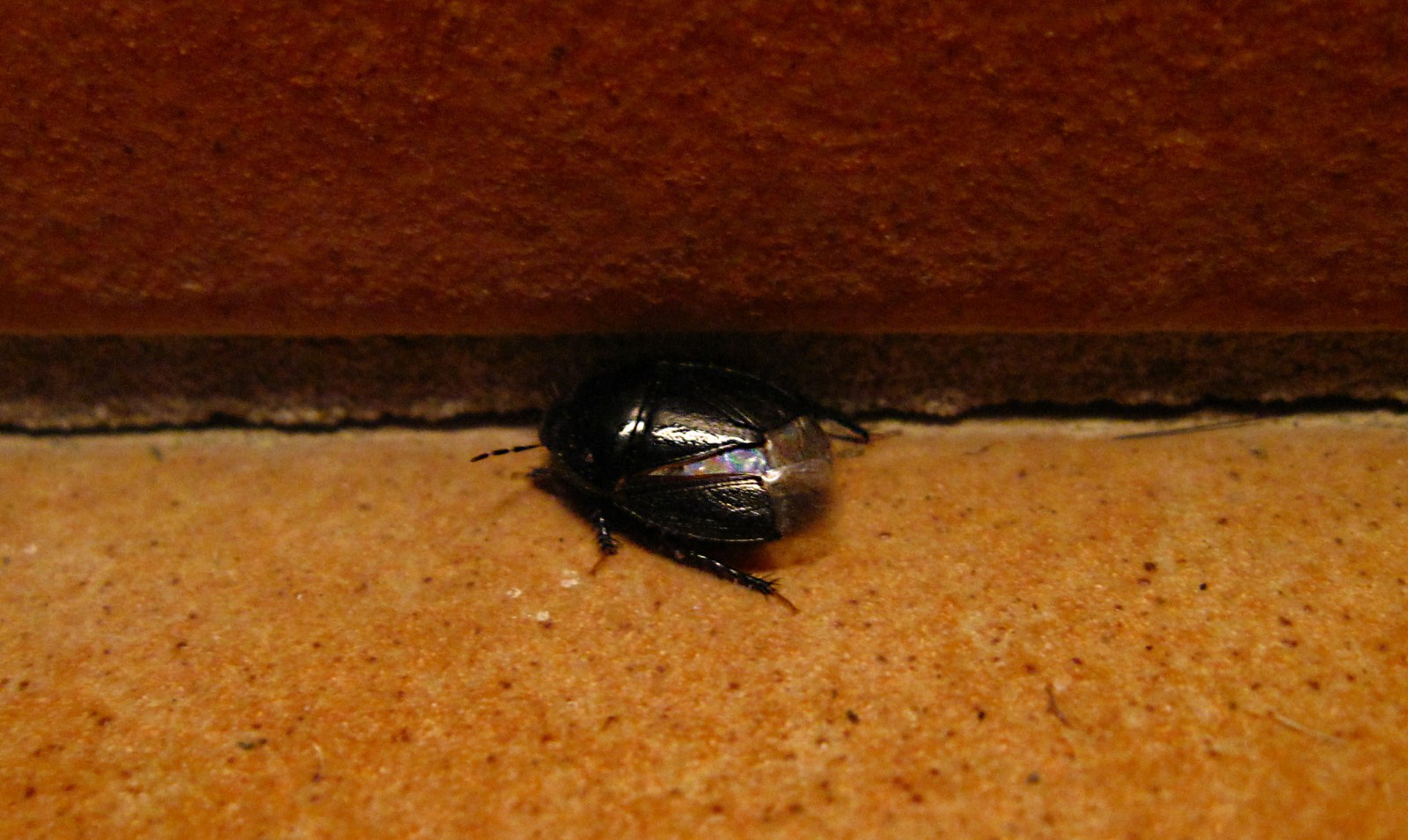Cydnidae da determinare