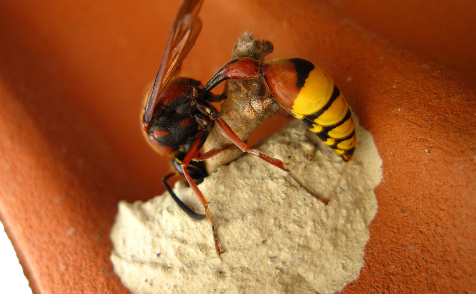 Delta unguiculatum: inserimento di un bruco nel nido