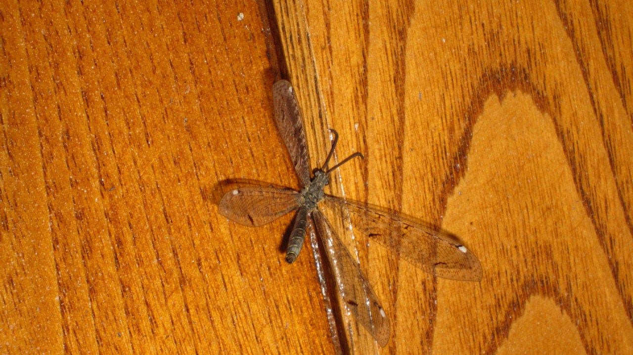 cf. Distoleon tetragrammicus